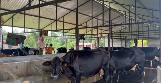 ३० गाई र १७ भैँसी, पशुपालनबाट मनग्य कमाइरहेका छन् टंक