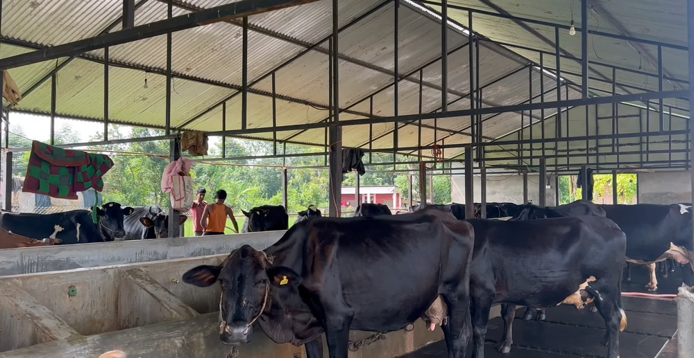 ३० गाई र १७ भैँसी, पशुपालनबाट मनग्य कमाइरहेका छन् टंक