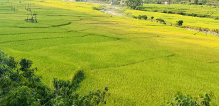 भित्र्याउने बेलाको मार्सीधानमा ‘ब्लाष्ट’ रोगको संक्रमण