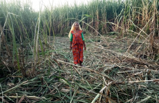 जंगली हात्तीले सखाप पारे उखु र धानबाली, किसानलाई लाखाैँको नाेक्सानी