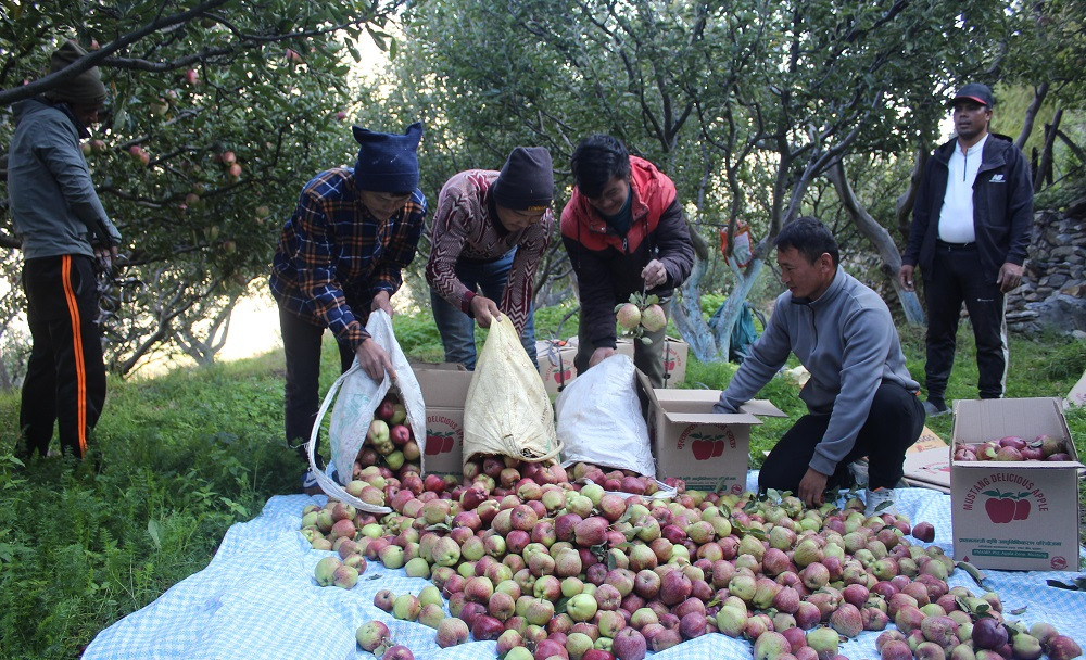 चिस्यान केन्द्र बनेपछि किसान लाभान्वित, अफसिजनमा पनि मुस्ताङका स्याउ बजारमा