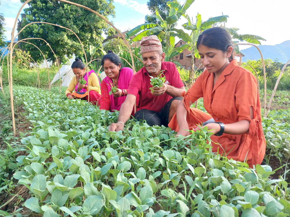 बिरुवा उत्पादनले बदलियो पहिचान, नर्सरीबाटै धमाधम बिक्री