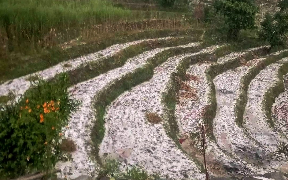 पाक्नै लागेको बालीमा असिनापानीले क्षति