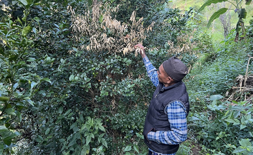 ढुसीको प्रकोपले मर्न थाले कागतीका बोट, किसान चिन्तित