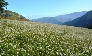 काभ्रेमा ‘एक वडा-एक कृषि उत्पादन कार्यक्रम’ कार्यान्वयन