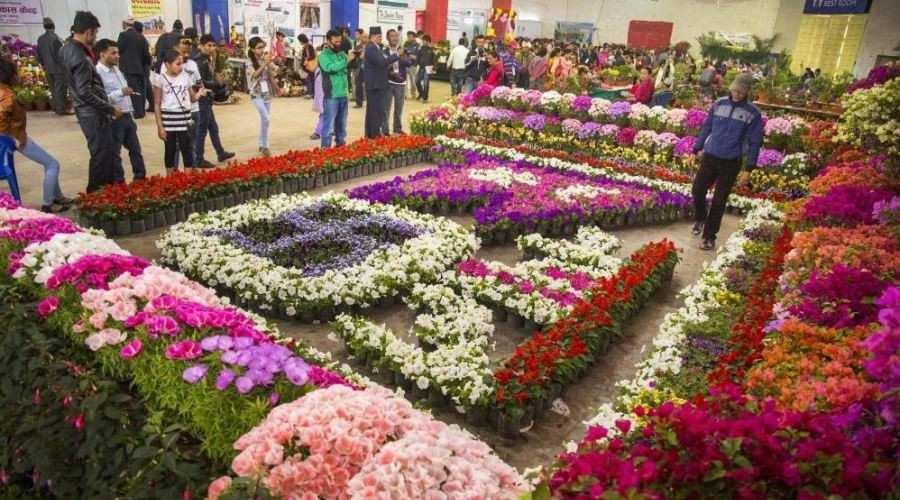 पोखरामा पुष्प मेला आयोजना:फूलमा निर्भरता घट्दै