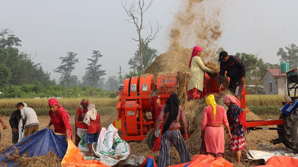 खाद्यसम्म पुग्दैन धान, गाउँमै भइरहेको छ बिक्री तर उचित मूल्य नपाएको गुनासो