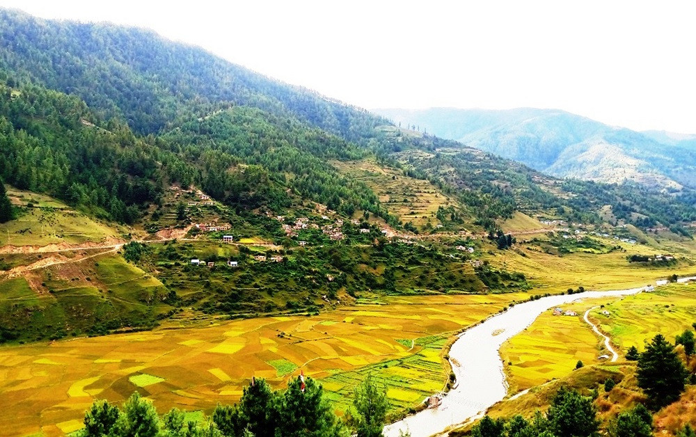 जुम्लाका किसान मार्सीधान थन्क्याउन व्यस्त