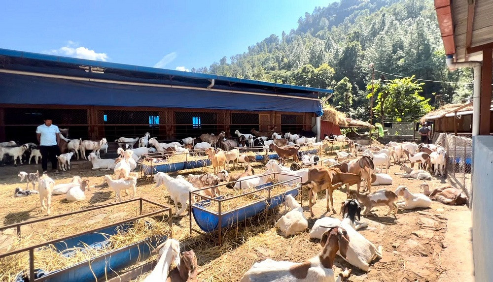 २५ वर्षदेखि जापानमा रहेका खत्रीको जन्मथलोमा तीन करोड लगानीमा बाख्रा फार्म
