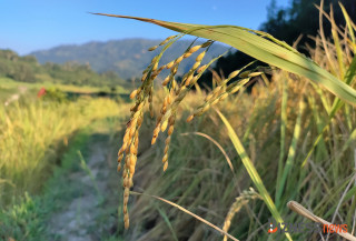 लमजुङमा बढ्यो धान उत्पादन