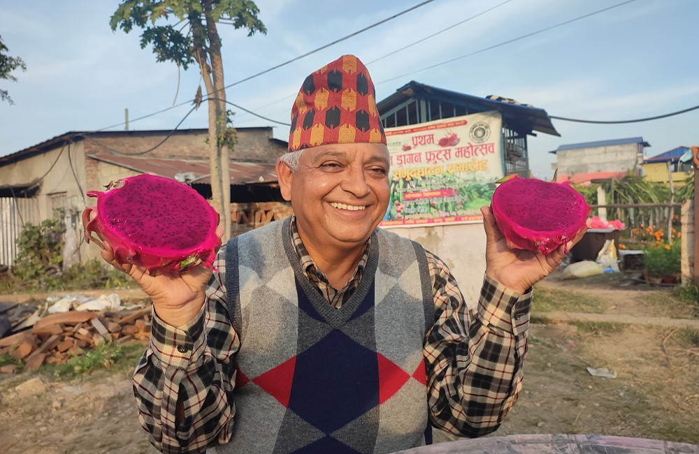 भरतपुरका शम्भुले फलाए एक किलोको ड्रागन, यस वर्ष २० लाखको बिक्री गर्ने लक्ष्य