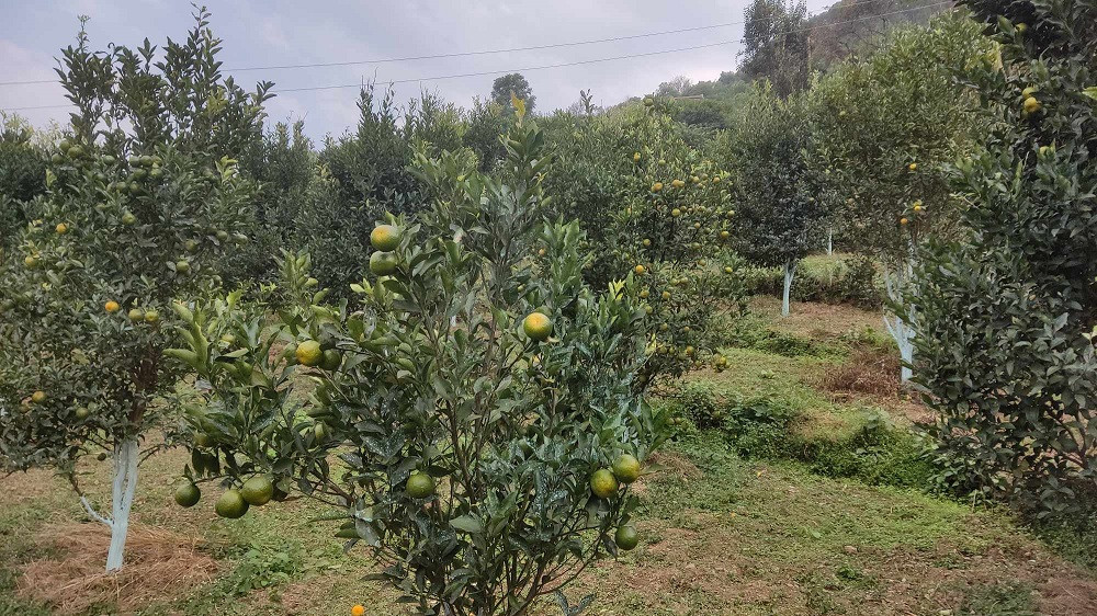 बंगलाचुलीमा व्यावसायिक सुन्तला खेती
