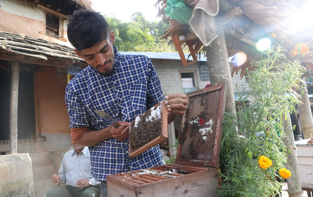 व्यावसायिक मौरीपालनमा तोगीवासी, वर्षमै करोडौँ रकम भित्र्याउँछन् गाउँ