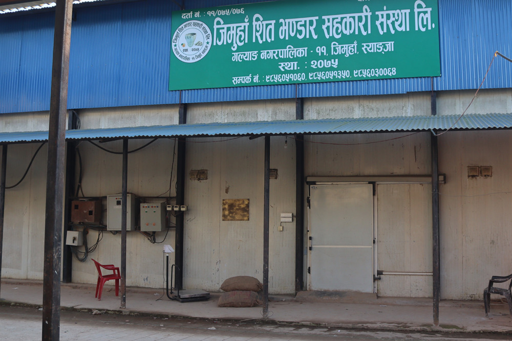 एउटै गाउँबाट २ करोड ६० लाख रुपैयाँको बीउ आलु बिक्री