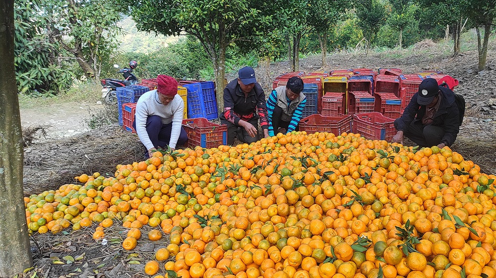 गाउँमै थुप्रिए करोडौँका सुन्तला, बाटो अभावले बजार पुर्‍याउन सकस