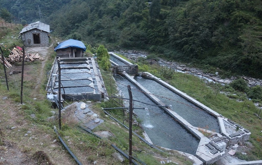 विदेशबाट फर्किएर सामूहिक माछापालन, हुँदैछ राम्रो आम्दानी