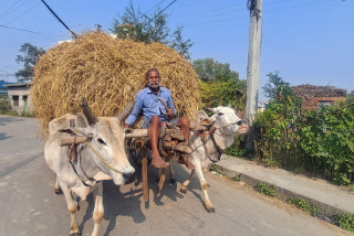 लाडियामा पराल लैजाँदै