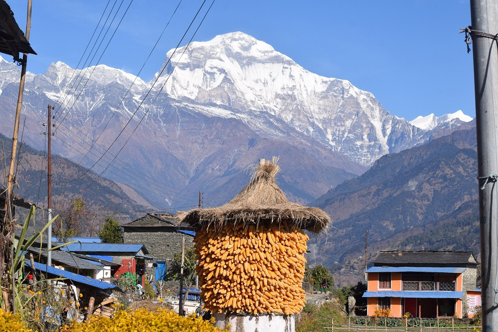 थाक्रामा राखिएको मकै