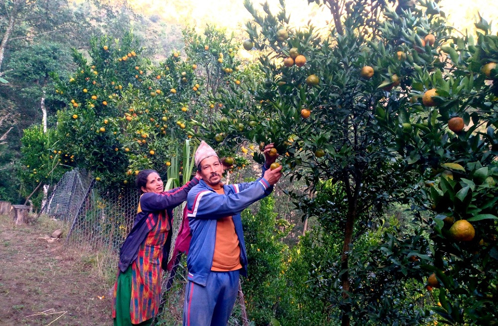 व्यावसायिक कृषिमा सक्रिय खड्का दम्पती, वार्षिक ४० लाखसम्म गर्छन् आम्दानी