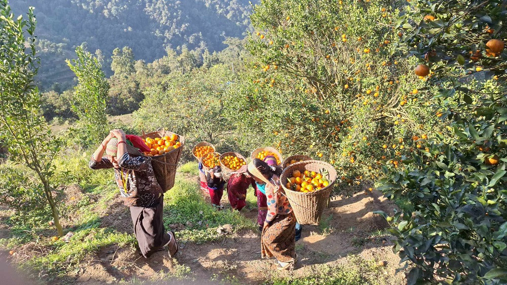 काभ्रेको एउटै वडाबाट दुई करोड रूपैयाँभन्दा बढीको सुन्तला बिक्रीको लक्ष्य