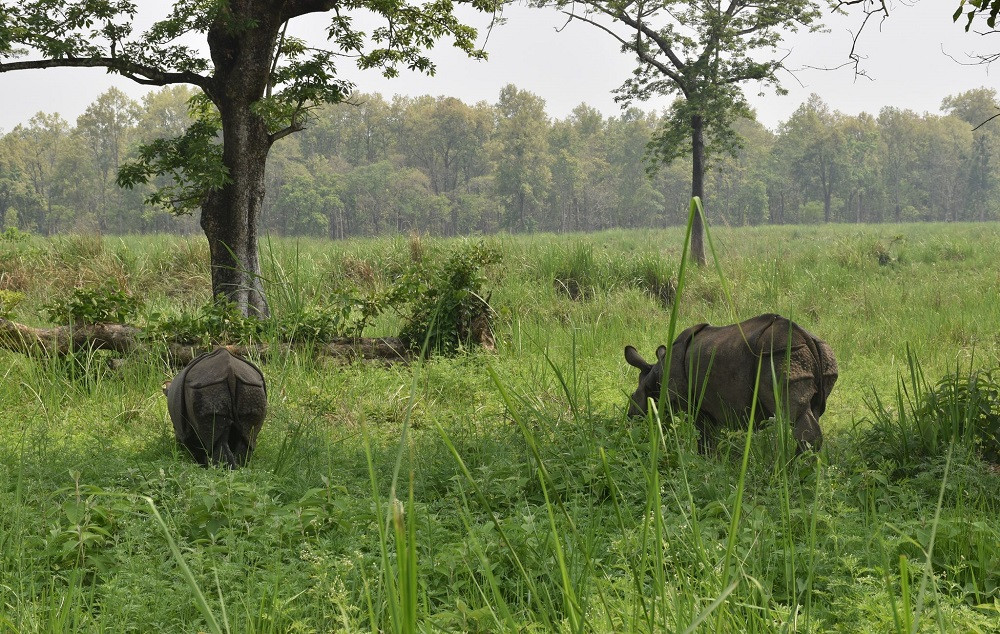 वन्यजन्तुका लागि चितवन राष्ट्रिय निकुञ्जमा पानी पोखरी निर्माण