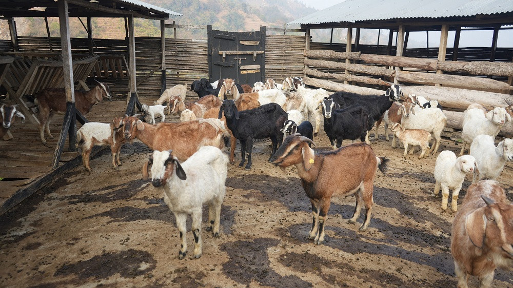 किसानलाई आधुनिक र व्यावसायिक बनाउँदै मालारानी गाउँपालिका