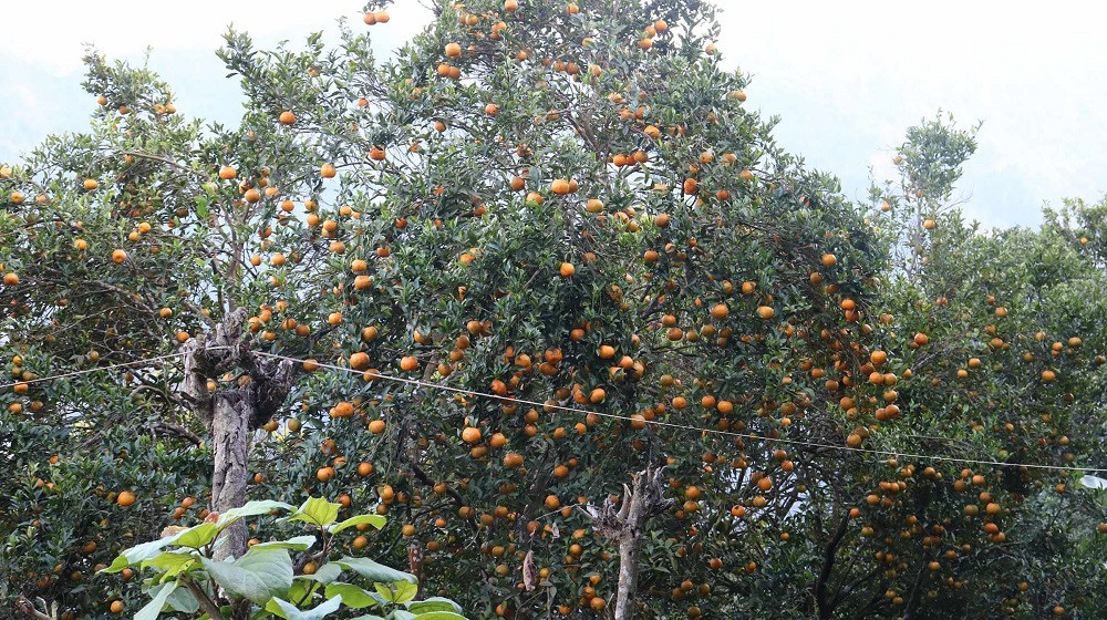 इलामको एकै बगानबाट १० लाखको सुन्तला बिक्री