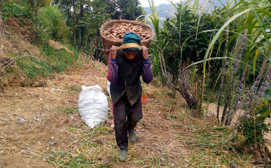 त्रिवेणी गाउँबाटै ६ करोडभन्दा बढीको अदुवा बिक्री