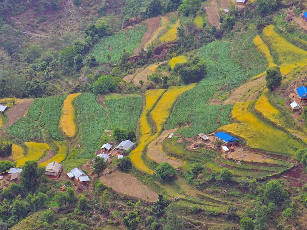 झ्याजेटोलबाट ७० लाख बराबरको तरकारी निकासी