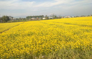 दाङमा बढ्दै तोरीको उत्पादन