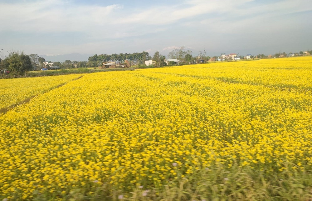 दाङमा बढ्दै तोरीको उत्पादन