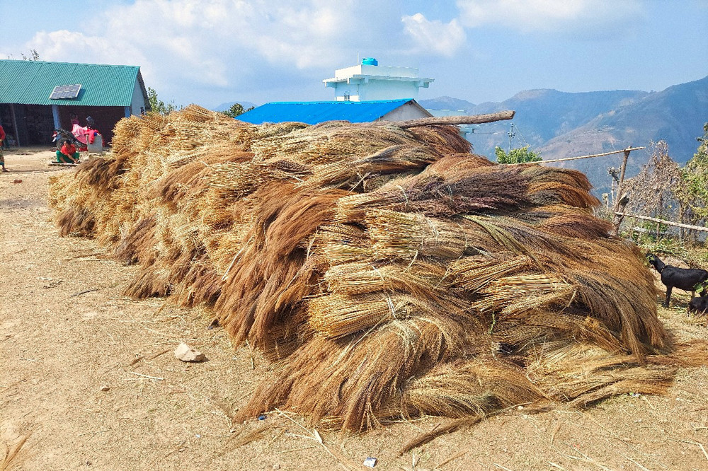 कबुलियत वनमा लगाइएको अम्रिसो  बेचेर ३ करोड २६ लाख आम्दानी
