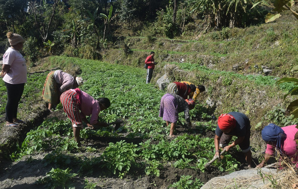 कृषिमा आत्मनिर्भर बन्दै म्याग्दीका महिला