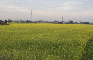 चितवनमा तोरीखेतीको क्षेत्रफल बढ्यो, उत्पादन पनि बढ्ने अनुमान
