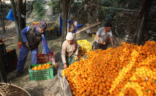 पाल्पामा सुन्तला महोत्सव हुँदै