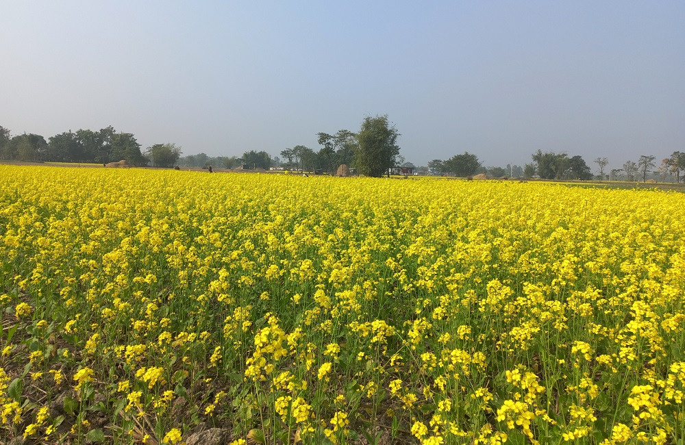 झापाको एउटै पालिकामा २५ सय बिघामा तोरीखेती