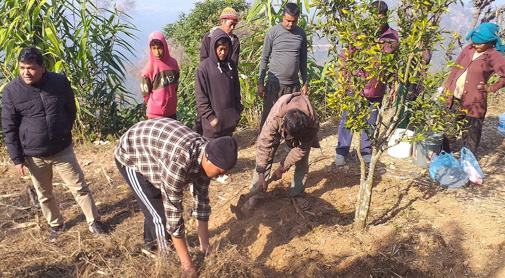 सुन्तला टिपेर सकिएलगत्तै बगैँचा व्यवस्थापनमा जुटे किसान