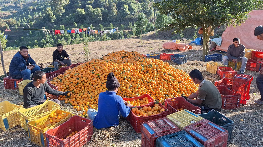 तनहुँका किसानले सुन्तला बेचेर यसवर्ष भित्र्याए ३० करोड, बजारको छैन समस्या