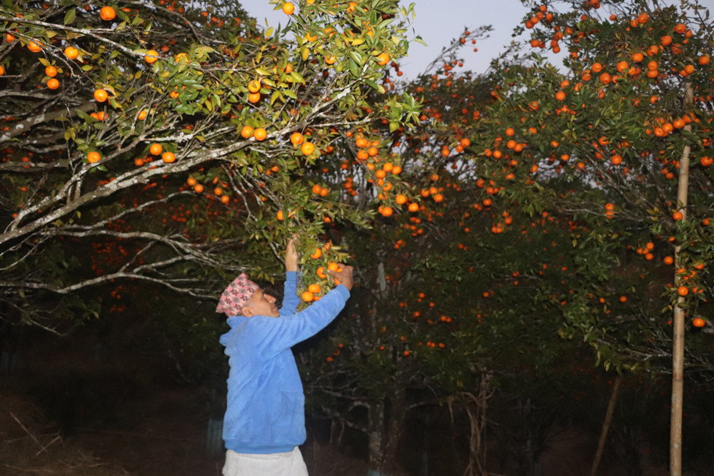 भोजपुरमा फस्टायो सुन्तलाखेती, वार्षिक १० लाख आम्दानी गरिरहेका छन् बद्रिप्रसाद