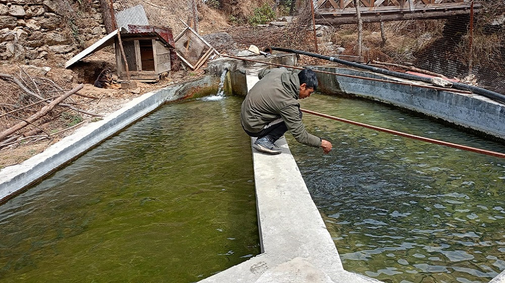 वैदेशिक रोजगारीबाट फर्किएर माछापालन, मासिक डेढ लाख आम्दानी