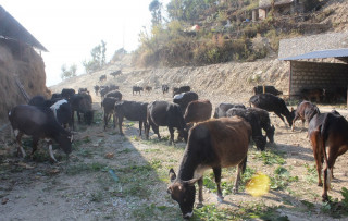 मकवानपुरमा गाईगोरुको चोरी तस्करी बढ्दो, एकैदिन २२ गोरु भेटिए