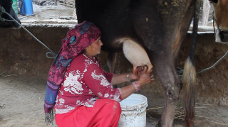 दूधको उचित मूल्य नपाउँदा किसान मारमा, भन्छन् - 'खर्च धेरै, आम्दानी न्यून छ'