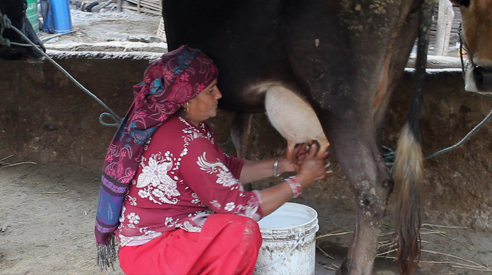 दूधको उचित मूल्य नपाउँदा किसान मारमा, भन्छन् - 'खर्च धेरै, आम्दानी न्यून छ'