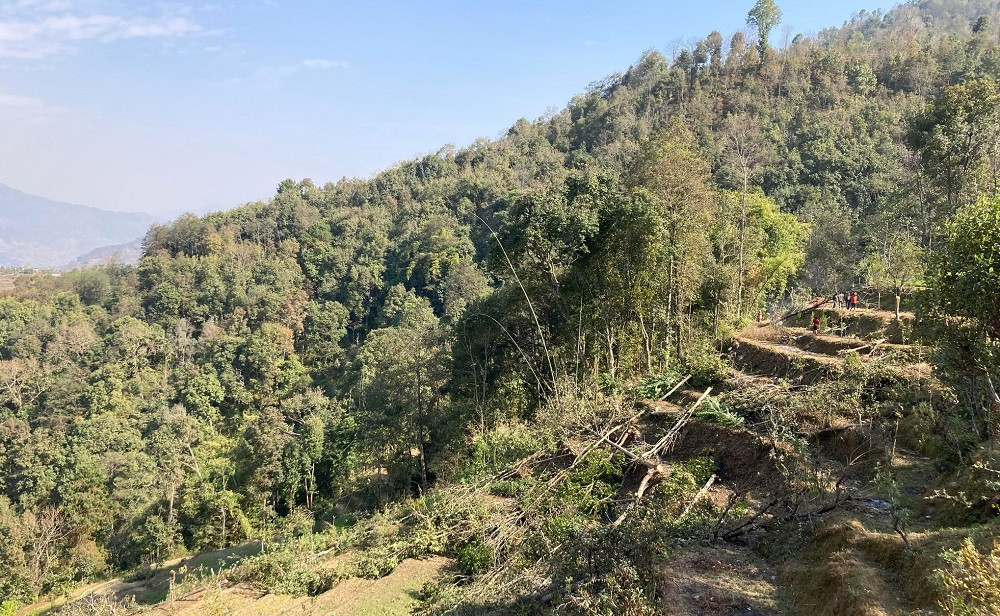 झाडी फाडेर सुन्तलाखेती विस्तार