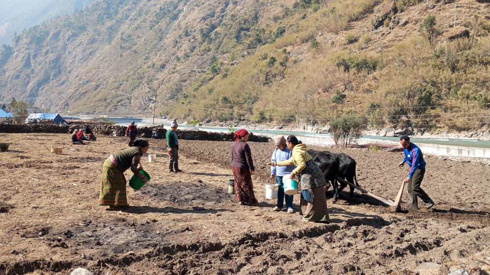 सामूहिक खेतीबाट आत्मनिर्भर बन्दै मनाङका महिला