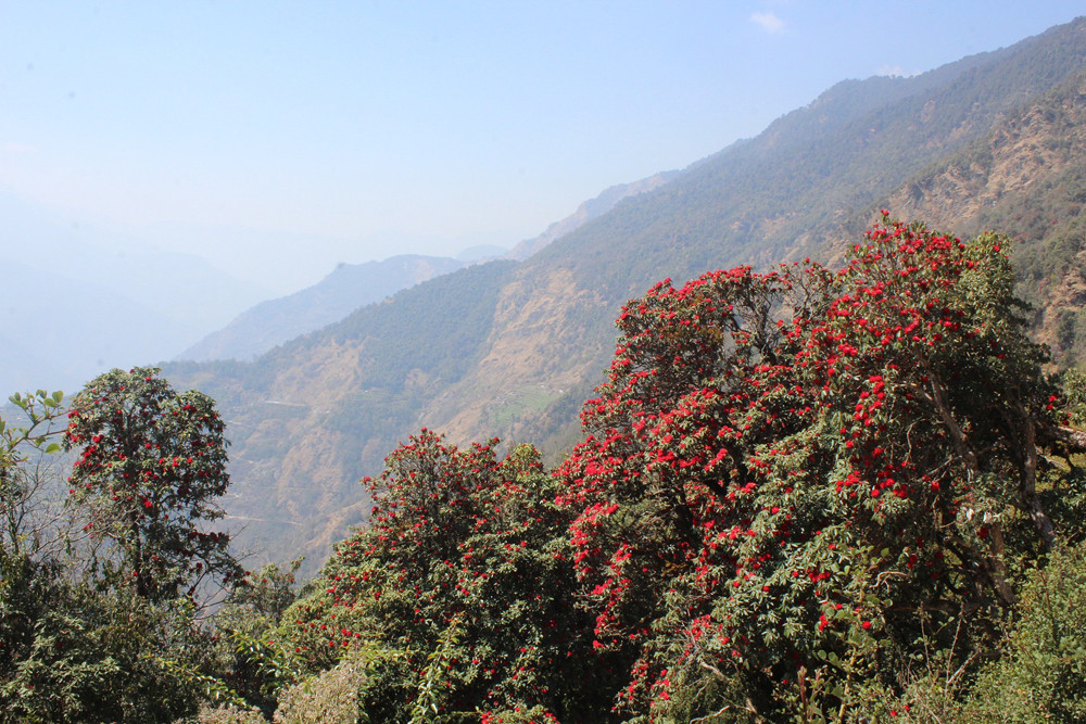 टोड्केमा ढकमक्क लालीगुराँस