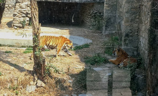 देशभरका खोरमा १९ समस्याग्रस्त बाघ, ‘टाइगर जु’ बनाउन विज्ञको सुझाव