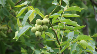 हाडे ओखरको बिरुवा दाँते भएपछि