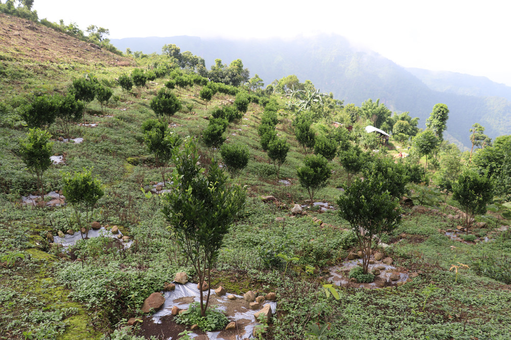 जलजलामा ७५ हेक्टरमा सुन्तलाजन्य फलफूल विस्तार गरिँदै