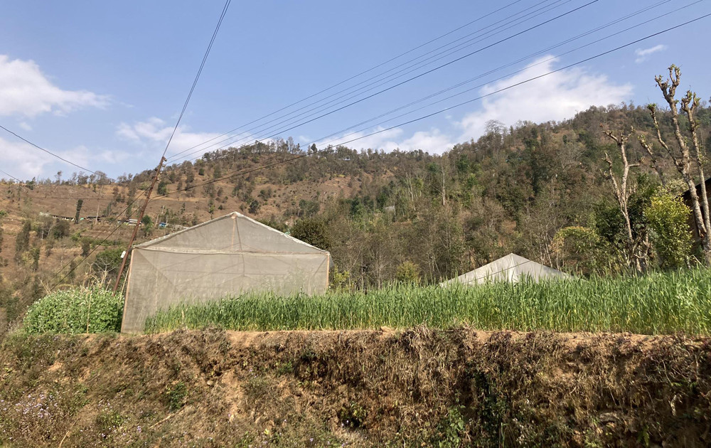 सहकारीमार्फत कृषिमय बन्यो सर्कुवा गाउँ